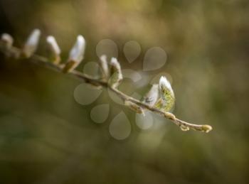 Concept showing the blossoming of new life as Catkin grows on the end of branch in spring