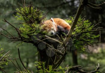 Cute red panda dozing in the branches at the top of a tree in Central Park