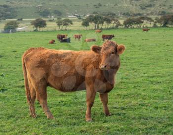 Typical rural english scene with brown cow staring at the camera in a field with other cattle