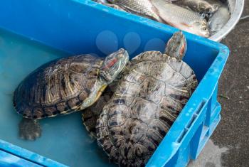 Containers of turtles and fish for sale after catch in River Hai in Tianjin