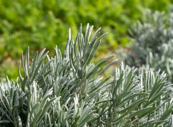 Close up of lavender bush and leaves in front of vegetables and herbs growing in rural kitchen garden