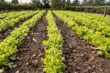 Lettuce growing in rows on sunny day in traditional rural kitchen garden