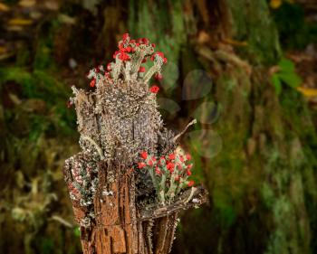 Composite of Cladonia cristatella or British Soldiers Lichen growing on old wooden fence post in West Virginia against forest background