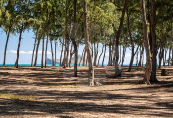 Tall trees flank the sandy beach of Sherwood on east coast of Oahu in Hawaii