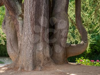 Base, trunk and major branches of an old Cedar tree in a garden in Vila Real, Portugal