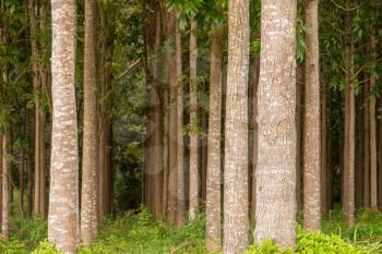Pathway of the Wai Koa Loop trail or track leads through plantation of Mahogany trees in Kauai, Hawaii, USA