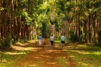 Senior adults walking on the Wai Koa Loop trail or track leads through plantation of Mahogany trees in Kauai, Hawaii, USA