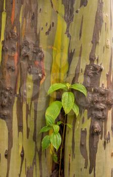 New growth of leaves against the colorful bark of rainbow eucalytpus tree on Kauai