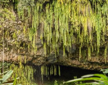Detail of the ferns and other plants hanging from rocks at Fern Grotto on Wailua river in Kauai