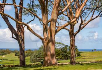Patterns of branches of the colorful bark of rainbow eucalytpus trees against background of golf course on Kauai