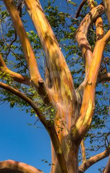 Patterns of branches of the colorful bark of rainbow eucalytpus trees against background of blue sky on Kauai