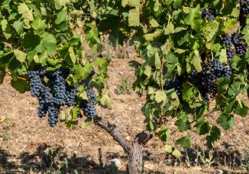 Bunches of black or red grapes for port wine production line the hillsides of the Douro valley in Portugal