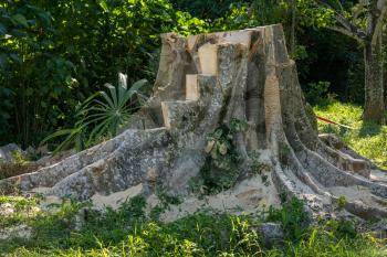 Tree stump of large tropical tree cut into steps after the main trunk was removed by saws