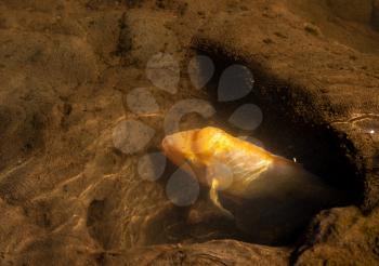 Concept with one golden Midas Cichlid fish hiding in a hole in the bottom of the lake illustrating security or isolation