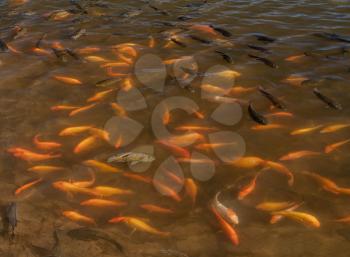 Concept with one brown fish determinedly swimming against the flow of the other gold fish