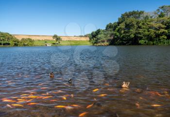 Crowd of midas chiclid fish and ducks on the surface of Ho'omaluhia reservoir on Oahu, Hawaii