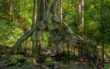 Spooky shape of the hanging roots of the banyan tree over a stream in the forests of Oahu in Hawaii