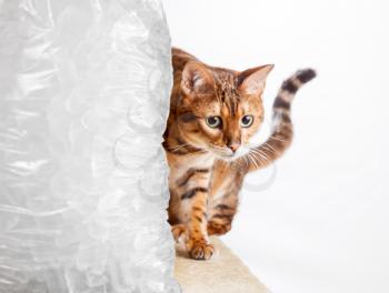 Golden colored bengal cat creeping around the side of a cold frozen bag of ice to illustrate a cold cat