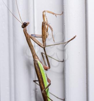 Brown praying mantis on the painted door frame of a home in the USA taken in macro and focused on the head