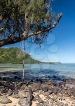 Rope or tree swing over the beach of Kahana bay in Kahana State Park in Oahu, Hawaii