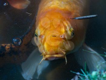 Single golden Midas Cichlid fish looking for food in the lake at the Byodo-In temple on Oahu, Hawaii