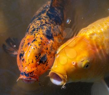 Two golden Midas Cichlid fish looking for food in the lake at the Byodo-In temple on Oahu, Hawaii