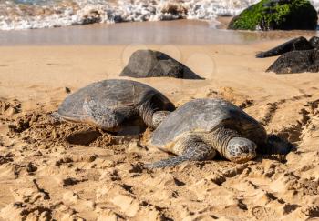 Two sea turtles on Laniakea Beach near Haleiwa on the north coast of Oahu in Hawaii