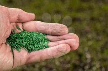Senior male caucasian hand holding green coated grass seeds for repairing lawn with new drought resistant blend
