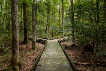 Concept of decision or choice using a wooden boardwalk in dense forest in Great Dismal Swamp