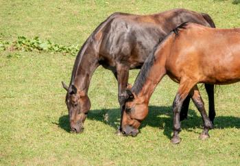 Close up detail of two magnificent horses grazing the grass in meadow in sunlight