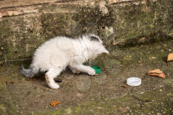 Single white stray kitten playing with bottle cap on streets of Kotor in Montenegro