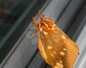 Macro image of a large Regal Moth known as Citheronia Regalis which landed on the window screen in West Virginia