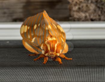 Macro image of a large Regal Moth known as Citheronia Regalis which landed on the window screen in West Virginia
