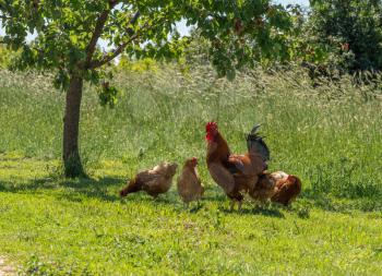 Cockerel and hens by the side of country road in Croatia looking for food