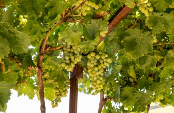 Bunches of green grapes for wine production line the hillsides of the Douro valley in Portugal