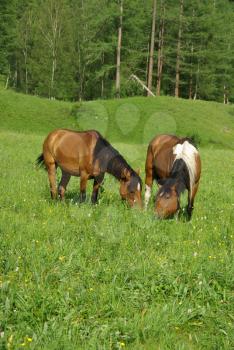 Horse among green grass in nature. Brown horse. Grazing horses in the village.