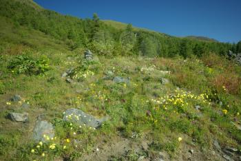 Beautiful mountain flowers. Flora of mountain ranges.