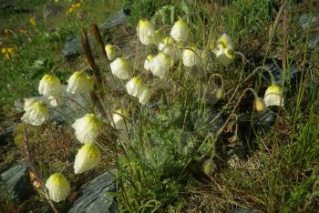 Beautiful mountain flowers. Flora of mountain ranges.