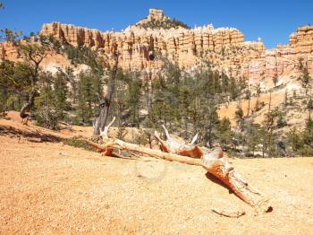 The Bryce Canyon National Park, Utah, United States