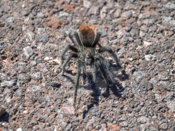 Black Tarantula. Spiders Utah Grand Canyon
