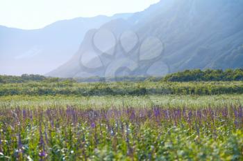 Flora of Kamchatka. Forests and fields. Nature of Kamchatka. Landscapes and magnificent views of the Kamchatka Peninsula.