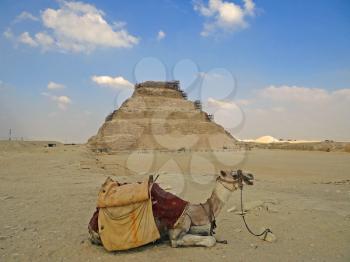 Camel against Dzhoser's pyramid. Photos from a trip.