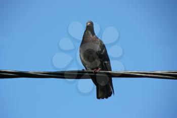 Common blue-gray doves in the city. Bird, who lives next to the man. Single pigeon sitting.