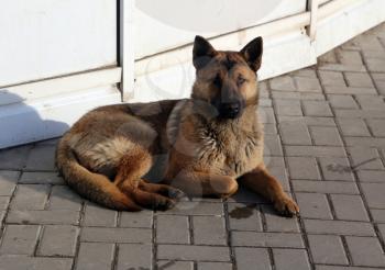Pets of all people. Loyal friend and good security guard.