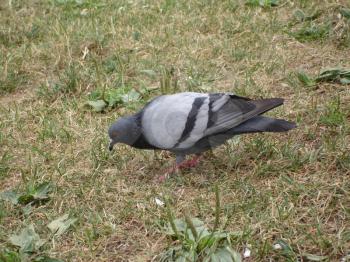 Common blue-gray doves in the city. Bird, who lives next to the man. Single pigeon sitting.                      