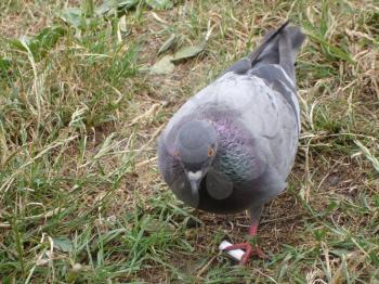 Common blue-gray doves in the city. Bird, who lives next to the man. Single pigeon sitting.                      