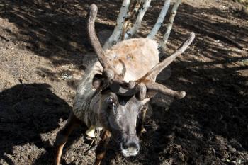 Reindeer at the zoo. Horned cloven-hoofed.