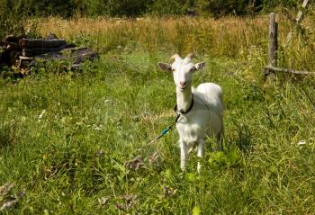 Goat common. Cloven-hoofed ruminants.