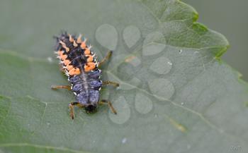 The larva ladybug on a leaf.