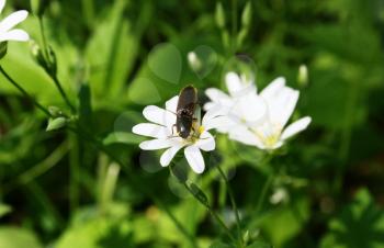 Beetle - nutcracker on a flower.